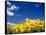 Sunflowers, Colorado, USA-Terry Eggers-Framed Stretched Canvas