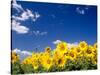 Sunflowers, Colorado, USA-Terry Eggers-Stretched Canvas