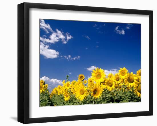 Sunflowers, Colorado, USA-Terry Eggers-Framed Premium Photographic Print