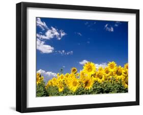 Sunflowers, Colorado, USA-Terry Eggers-Framed Premium Photographic Print