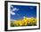 Sunflowers, Colorado, USA-Terry Eggers-Framed Premium Photographic Print