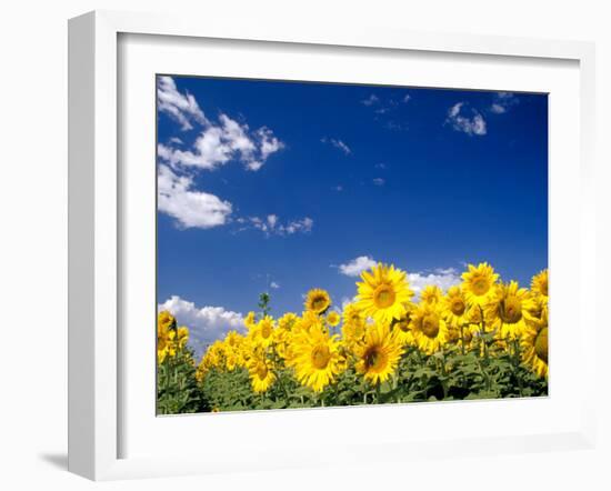 Sunflowers, Colorado, USA-Terry Eggers-Framed Premium Photographic Print