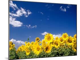 Sunflowers, Colorado, USA-Terry Eggers-Mounted Premium Photographic Print