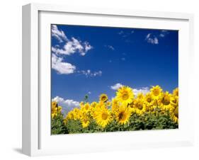 Sunflowers, Colorado, USA-Terry Eggers-Framed Photographic Print