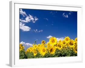 Sunflowers, Colorado, USA-Terry Eggers-Framed Photographic Print