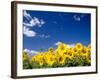 Sunflowers, Colorado, USA-Terry Eggers-Framed Photographic Print