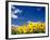 Sunflowers, Colorado, USA-Terry Eggers-Framed Photographic Print