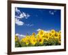 Sunflowers, Colorado, USA-Terry Eggers-Framed Photographic Print