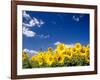 Sunflowers, Colorado, USA-Terry Eggers-Framed Photographic Print