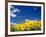 Sunflowers, Colorado, USA-Terry Eggers-Framed Photographic Print