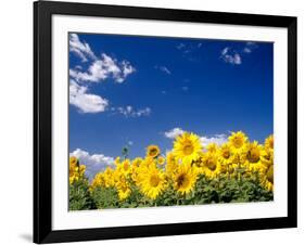 Sunflowers, Colorado, USA-Terry Eggers-Framed Photographic Print