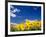 Sunflowers, Colorado, USA-Terry Eggers-Framed Photographic Print