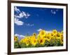 Sunflowers, Colorado, USA-Terry Eggers-Framed Photographic Print