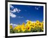 Sunflowers, Colorado, USA-Terry Eggers-Framed Photographic Print