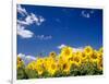 Sunflowers, Colorado, USA-Terry Eggers-Framed Photographic Print