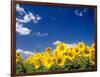 Sunflowers, Colorado, USA-Terry Eggers-Framed Photographic Print