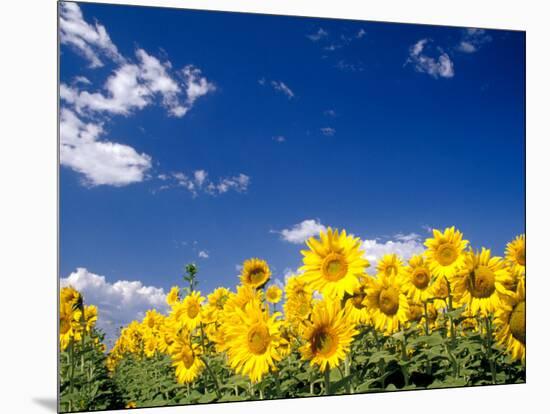 Sunflowers, Colorado, USA-Terry Eggers-Mounted Photographic Print