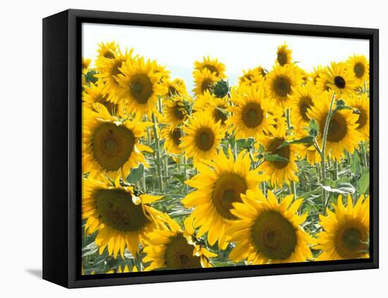 Sunflowers, Colorado, USA-Terry Eggers-Framed Stretched Canvas