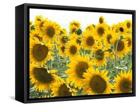 Sunflowers, Colorado, USA-Terry Eggers-Framed Stretched Canvas