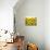 Sunflowers, Colorado, USA-Terry Eggers-Stretched Canvas displayed on a wall