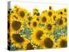 Sunflowers, Colorado, USA-Terry Eggers-Stretched Canvas