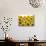 Sunflowers, Colorado, USA-Terry Eggers-Stretched Canvas displayed on a wall