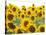 Sunflowers, Colorado, USA-Terry Eggers-Stretched Canvas