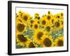 Sunflowers, Colorado, USA-Terry Eggers-Framed Premium Photographic Print