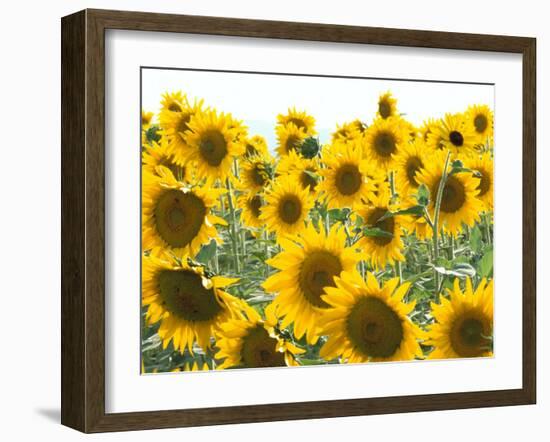 Sunflowers, Colorado, USA-Terry Eggers-Framed Photographic Print