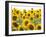 Sunflowers, Colorado, USA-Terry Eggers-Framed Photographic Print