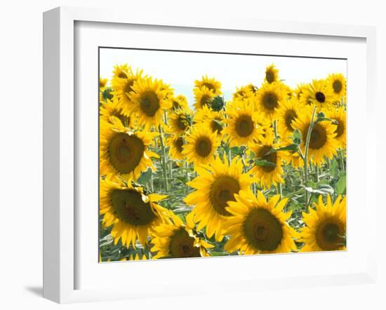 Sunflowers, Colorado, USA-Terry Eggers-Framed Photographic Print