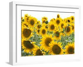 Sunflowers, Colorado, USA-Terry Eggers-Framed Photographic Print