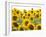 Sunflowers, Colorado, USA-Terry Eggers-Framed Photographic Print