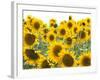 Sunflowers, Colorado, USA-Terry Eggers-Framed Photographic Print