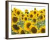 Sunflowers, Colorado, USA-Terry Eggers-Framed Photographic Print