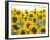 Sunflowers, Colorado, USA-Terry Eggers-Framed Photographic Print