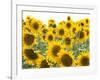 Sunflowers, Colorado, USA-Terry Eggers-Framed Photographic Print