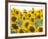 Sunflowers, Colorado, USA-Terry Eggers-Framed Photographic Print