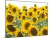 Sunflowers, Colorado, USA-Terry Eggers-Mounted Photographic Print