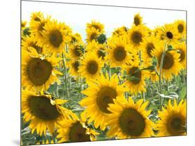 Sunflowers, Colorado, USA-Terry Eggers-Mounted Photographic Print