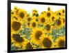 Sunflowers, Colorado, USA-Terry Eggers-Framed Photographic Print