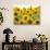 Sunflowers, Colorado, USA-Terry Eggers-Photographic Print displayed on a wall