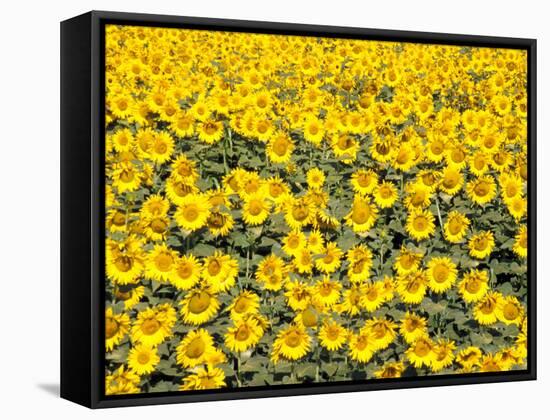 Sunflowers, Colorado, USA-Terry Eggers-Framed Stretched Canvas