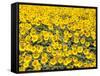 Sunflowers, Colorado, USA-Terry Eggers-Framed Stretched Canvas