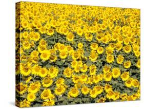 Sunflowers, Colorado, USA-Terry Eggers-Stretched Canvas