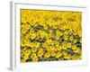 Sunflowers, Colorado, USA-Terry Eggers-Framed Photographic Print