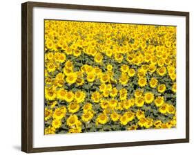 Sunflowers, Colorado, USA-Terry Eggers-Framed Photographic Print