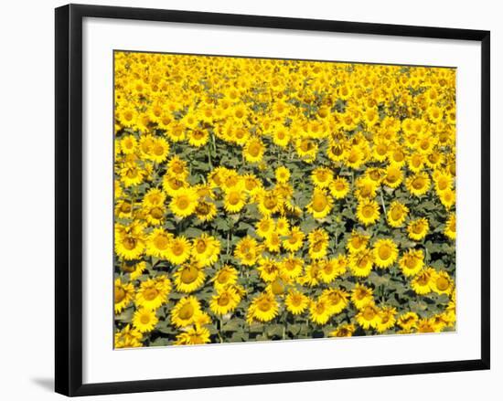 Sunflowers, Colorado, USA-Terry Eggers-Framed Photographic Print