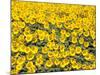 Sunflowers, Colorado, USA-Terry Eggers-Mounted Photographic Print