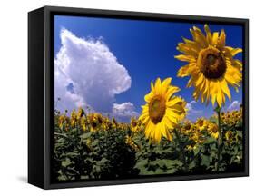 Sunflowers, Colorado, USA-Terry Eggers-Framed Stretched Canvas